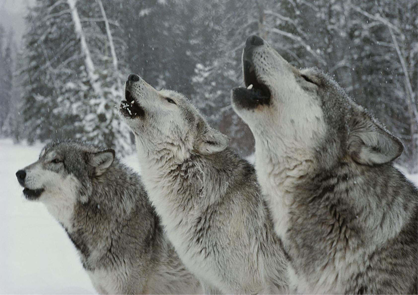 Stukk White Wild Wolf Wolves Winter Poster - A4 (210 X 297Mm)
