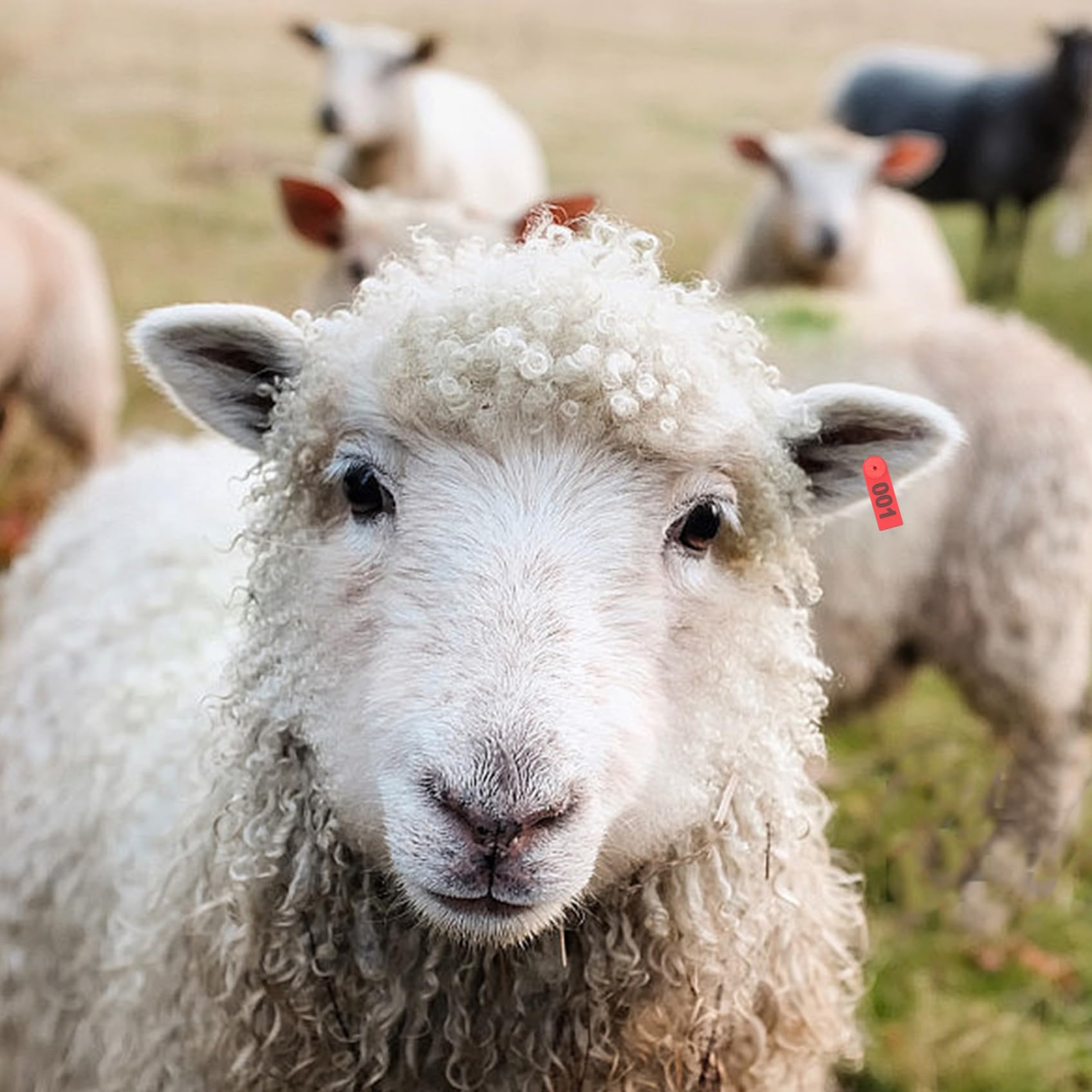 100 pcs Tag d'oreille de mouton 1 à 100 numéros