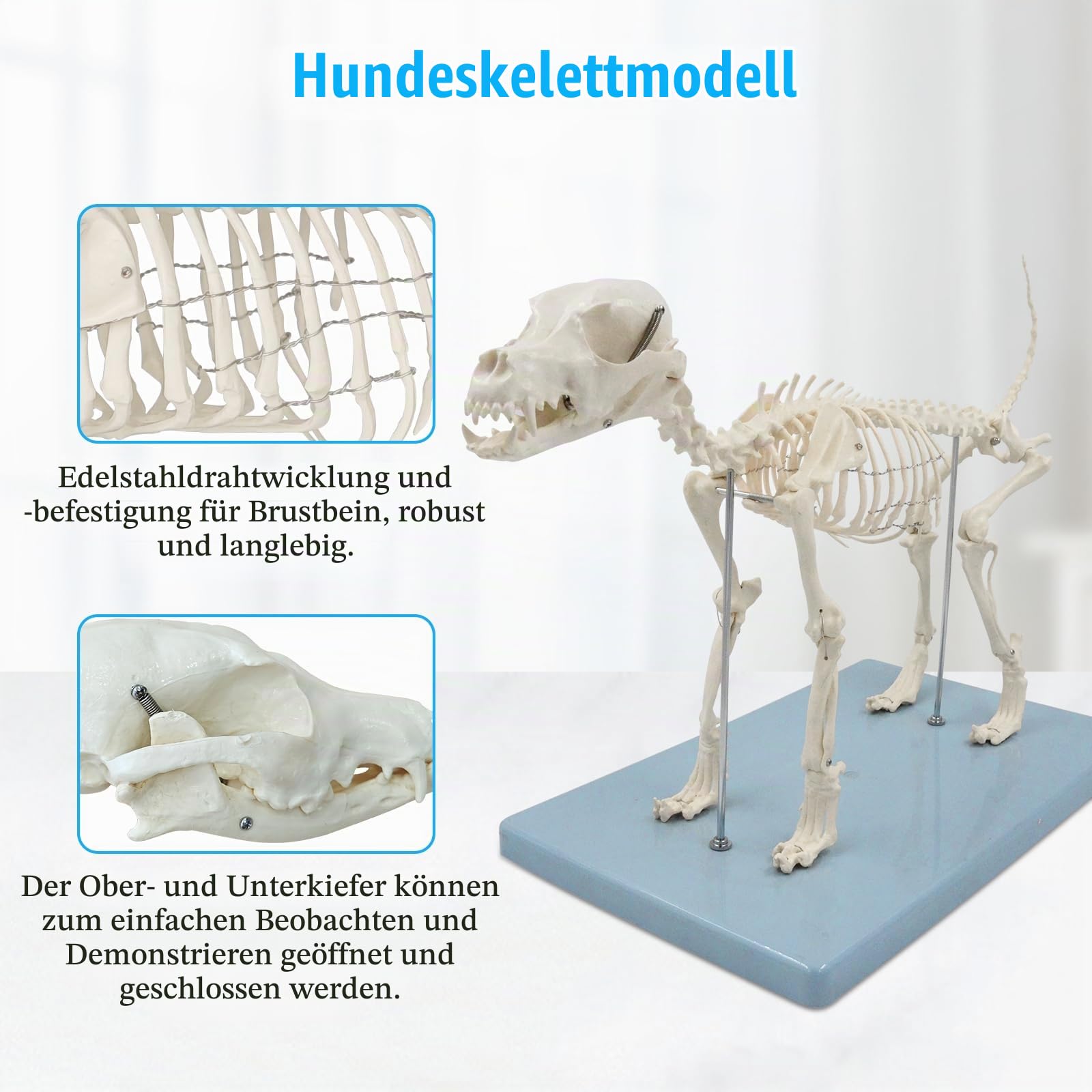 Hundeskelett Modell, Kleines Hunde Skelett Anatomie Modell Mit Sockel, Modell Tieranatomie Lehre, Natürliche Größe, Abnehmbare (Hunde Skelett)