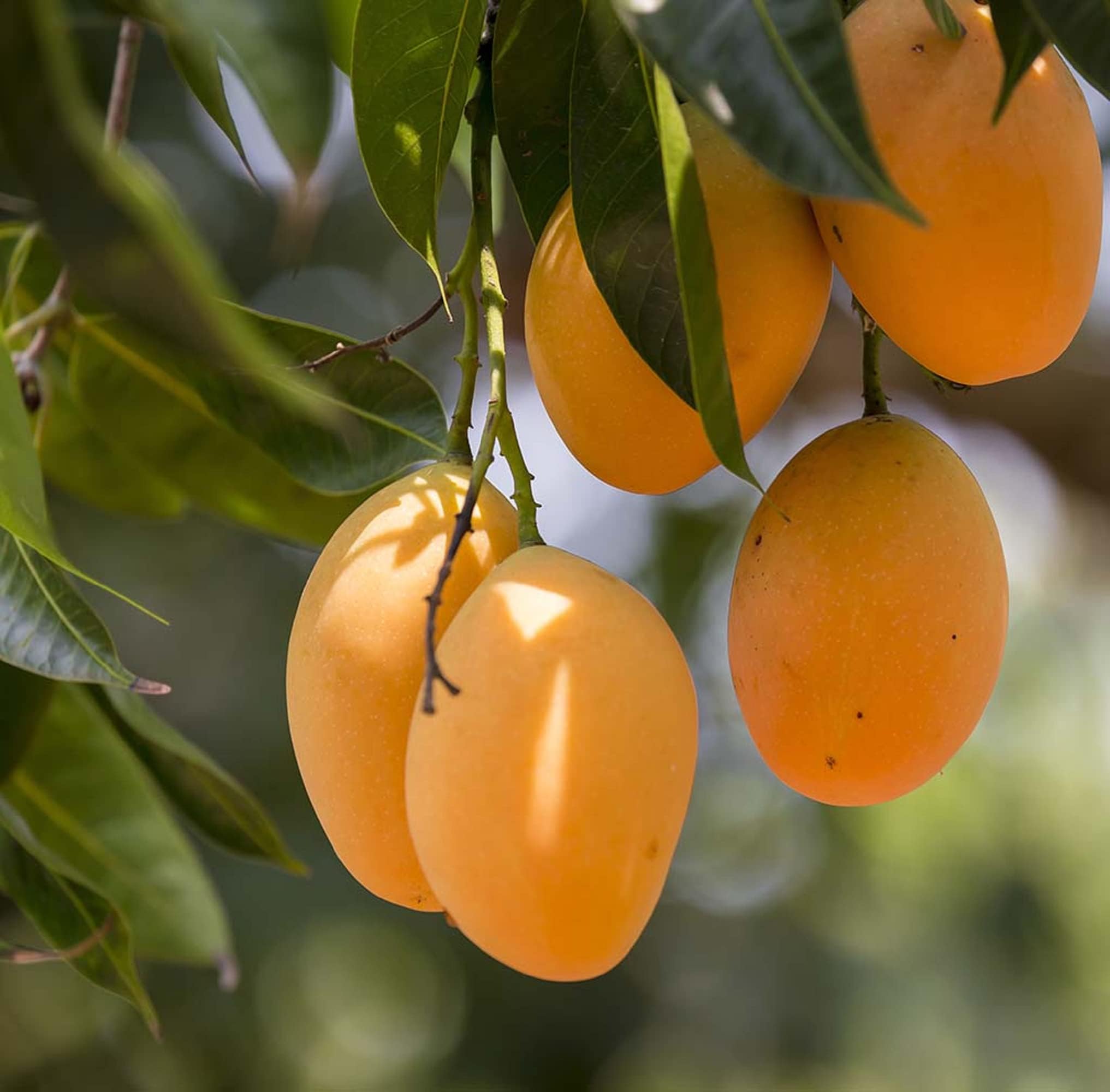 CHUXAY GARDEN Mango Fruit Seed 2 Seeds Delicious Non-GMO Fruit Juicy Fruits Robust Flavor High Yield Flourishing Makes Great Edging