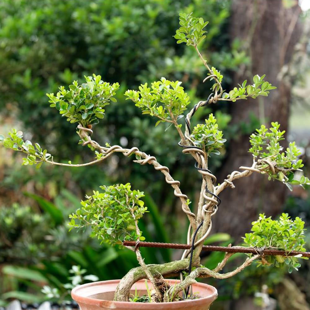 Amazon.co.jp: YSVHGOE(すな) 盆栽用 針金 園芸用アルミ線 ワイヤー