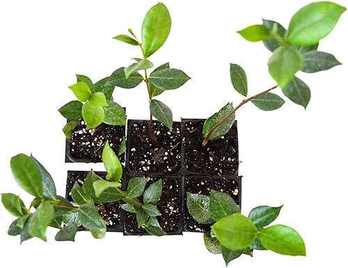 Miniatura 6 de Star Jasmine  10 plantas vivas  Trachelospermum Jasminoides  Vid de hoja perenne floreciente fragante