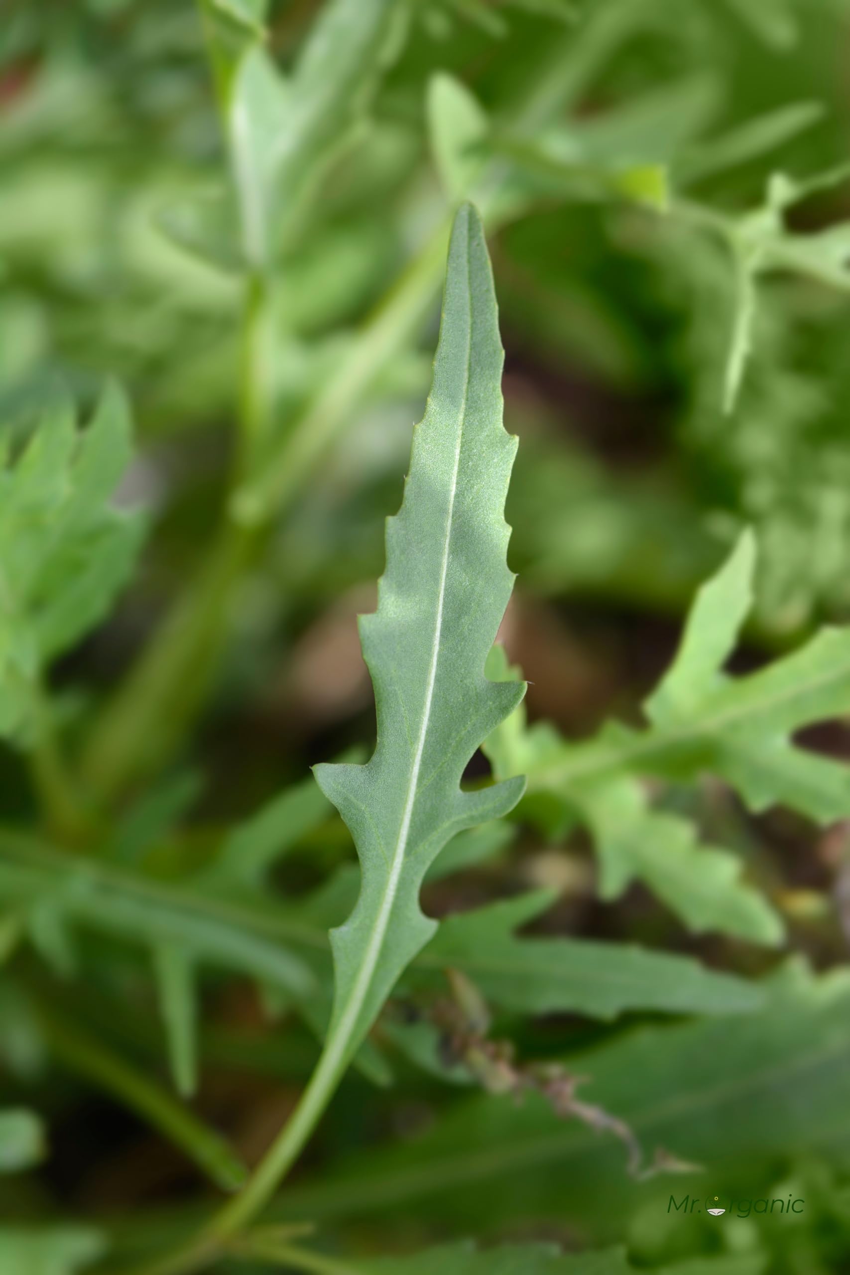Rocket Arugula Seeds - Grow Your Own! -8 Rocket Arugula Seeds - Grow Your Own! -8