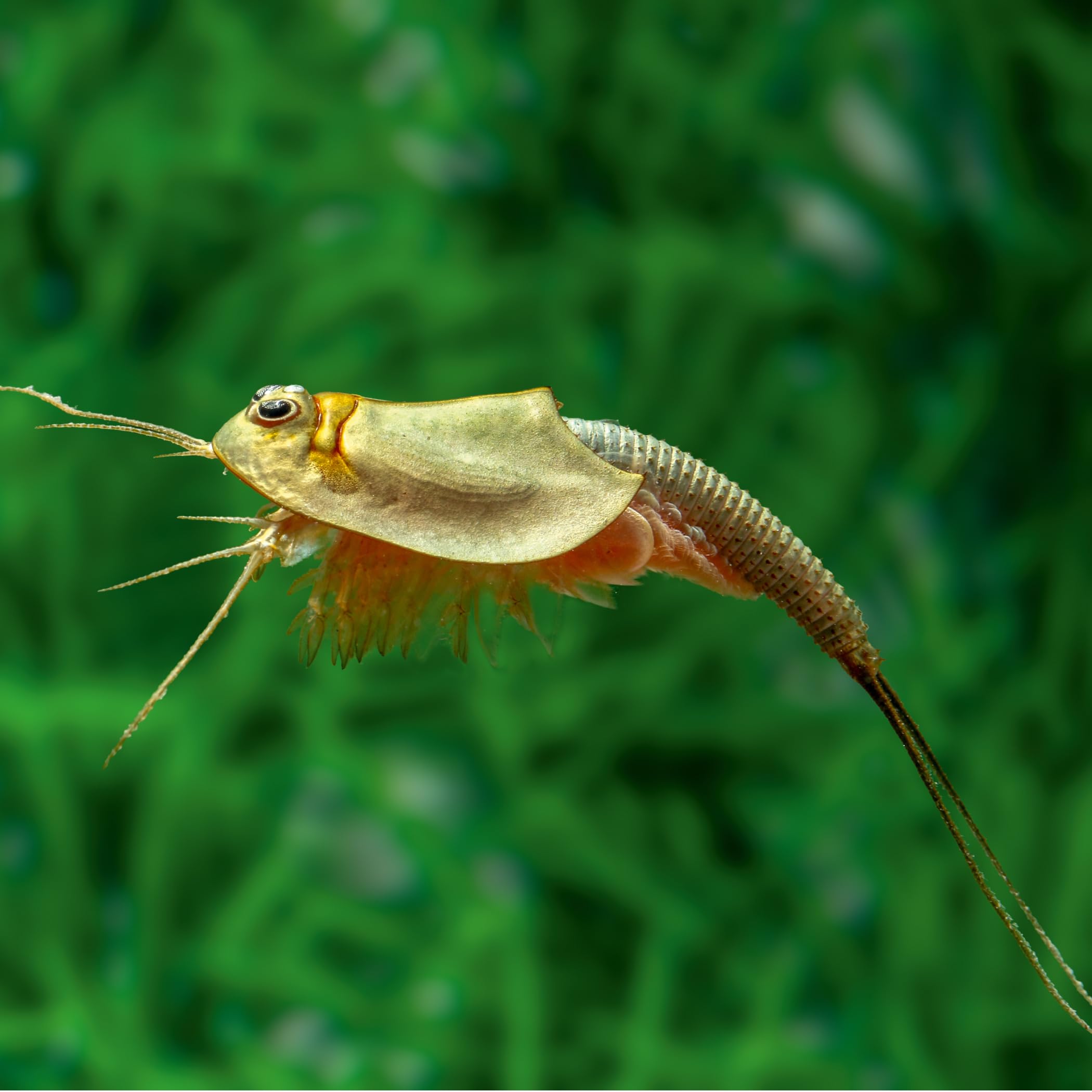 Triops longicaudatus Komplettset 6 l mit ca. 200 Urzeitkrebse Eiern Aquarium Filter Luftpumpe Zubehör Futter Anleitung