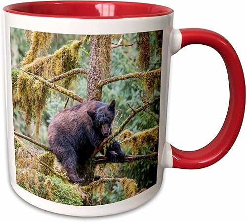 3dRose Black bear cub finds safety in a tree at Anan Creek. - Mugs (mug-380595-5)