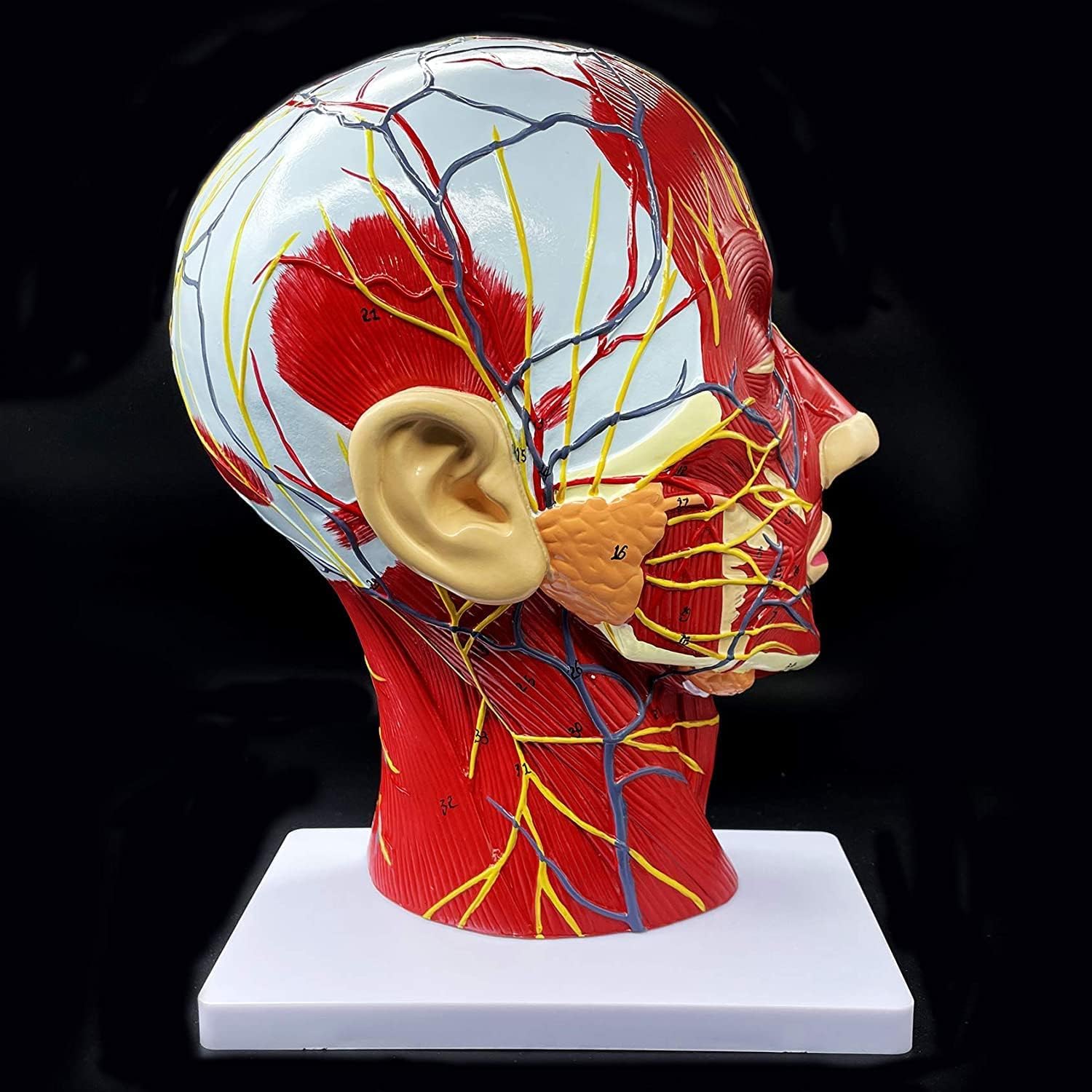 Model Głowy I Szyi W Naturalnej Wielkości, Powierzchnia Mięśnia Nerwowo-naczyniowego, Model Anatomiczny Głowy Człowieka, Jama Ustna, Gardło, Anatomia Mózgu Do Nauki W Klasie, Ekspozycja Do