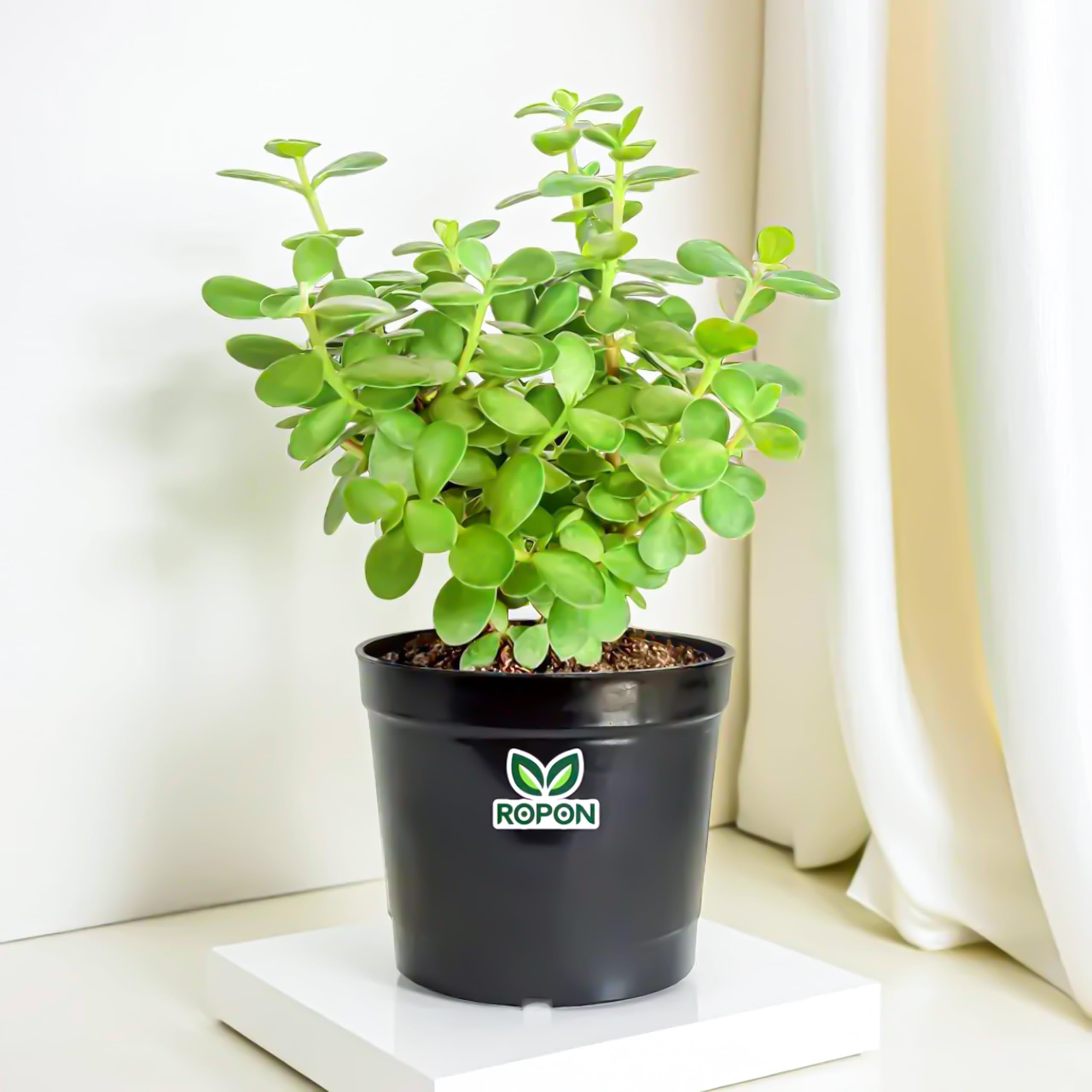 Jade Plant with Black Nursery Pot (B0D8LJMJ9T) Amazon Price History, Amazon Price Tracker