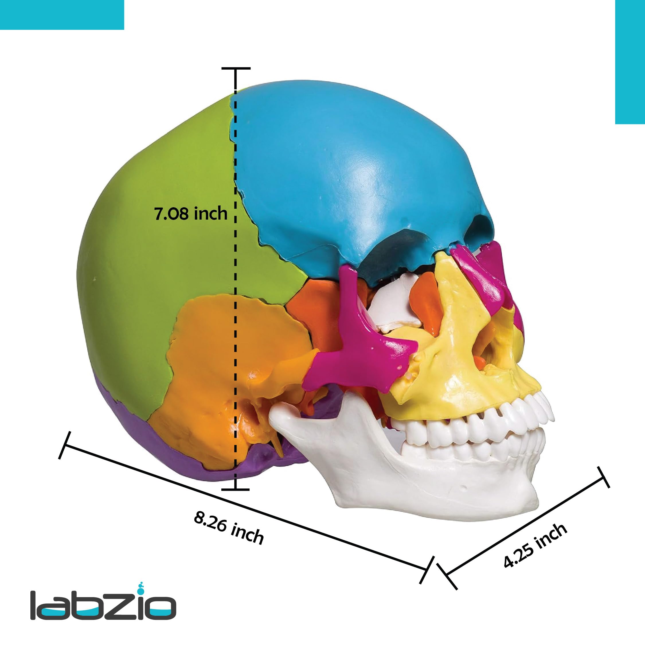 LABZIO Human Skull Model, 22-Part Life Size Exploded Colored Skull Anatomy Models, Detachable Painted Human Replica Anatomical Head Skeleton for Learning, Teaching and Study (Includes Chart) 3