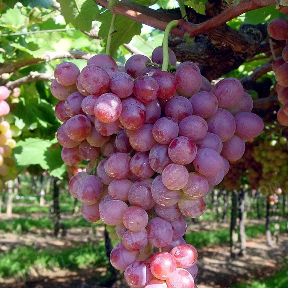 NEW DEBNATH NURSERY` weet Seedless Red Grape,Lal Angoor (Air Layered/Guti Kolom) Live Plant Hybrid Big Size "Special Variety"(Fruit After 1 Year) DFb645 (B0CKDSL756) Amazon Price History, Amazon Price Tracker