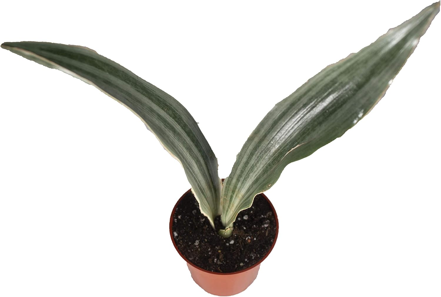 Sansevieria Bentel's Sensation - 4" from California Tropicals