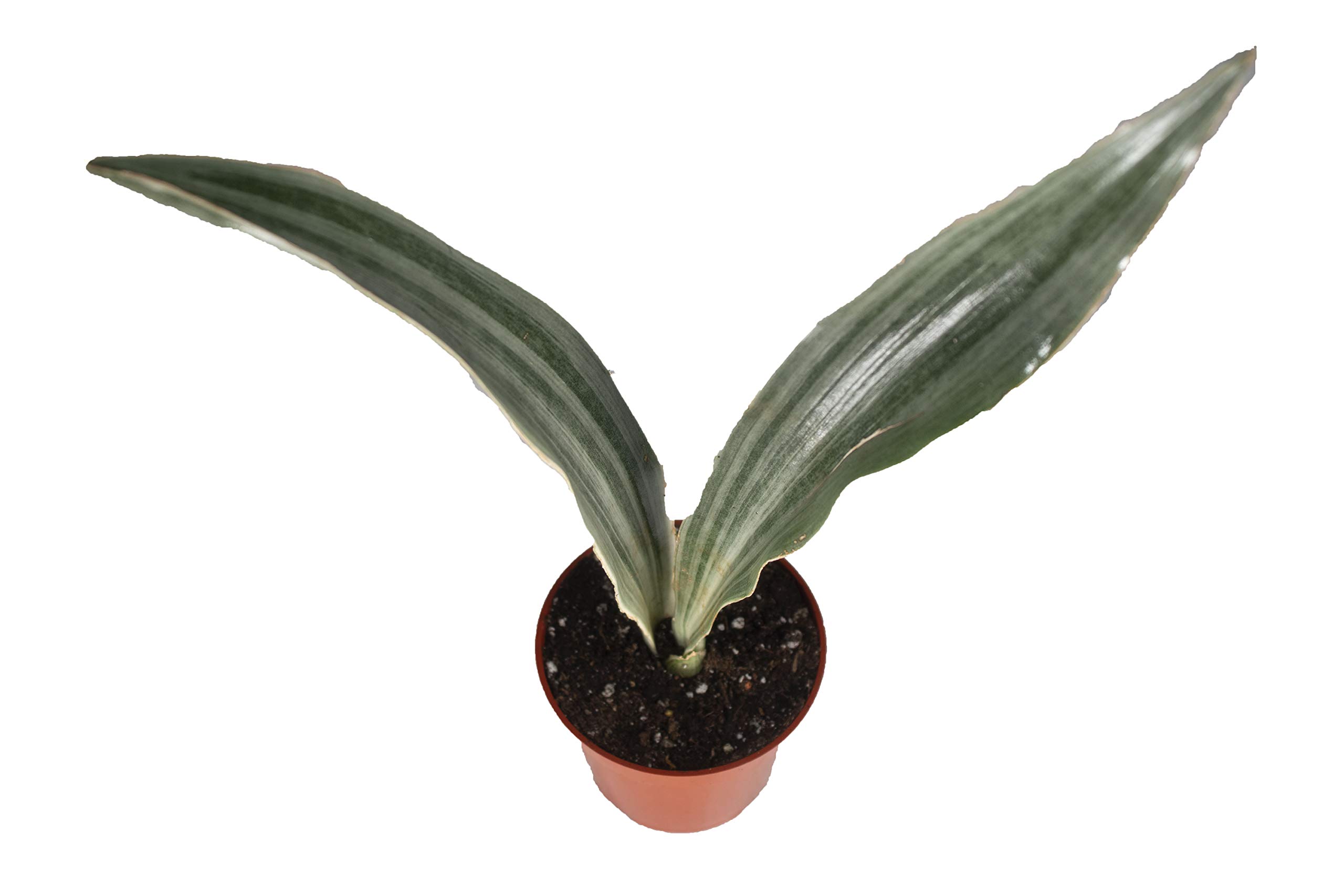 Sansevieria 'Sayuri' - 4" from California Tropicals