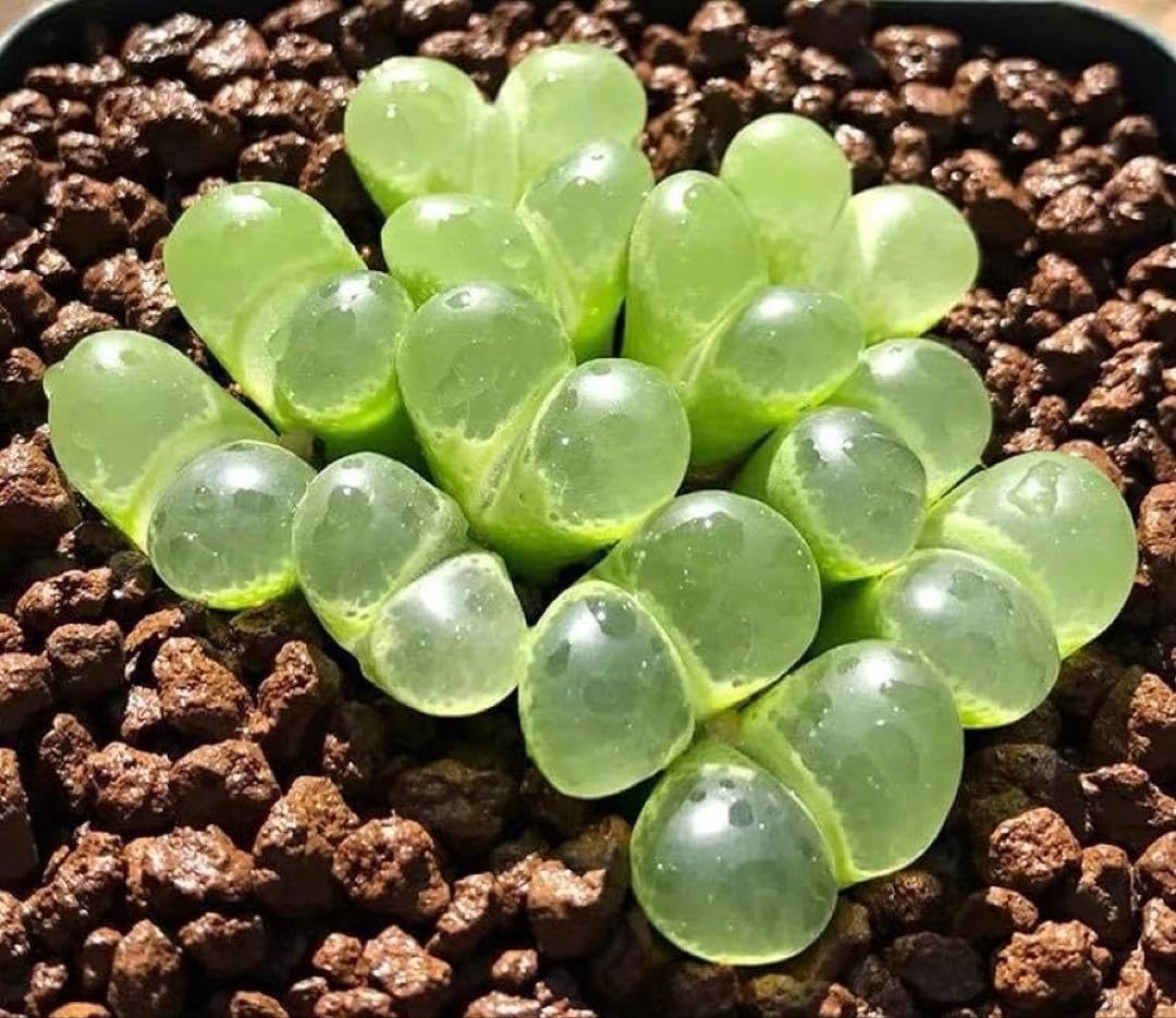 Amazon｜コノフィツム種子 風鈴玉20粒｜観葉植物 オンライン通販