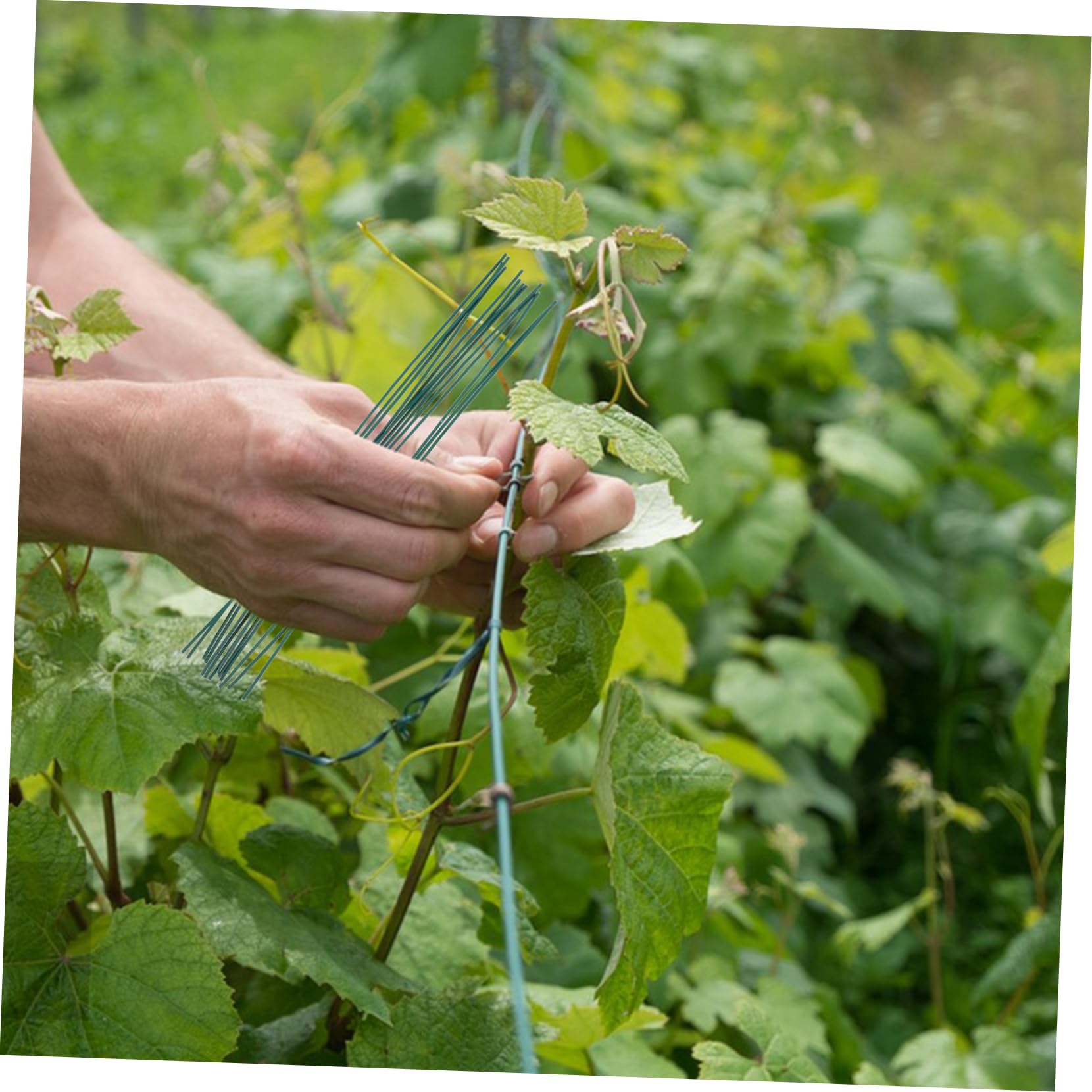 BESPORTBLE 3000pezzi Filo di Legatura per Piante Cavi Organizzatori Riciclabili per Giardinaggio e Ordine Cavi