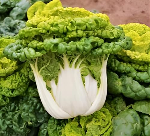 Miniatura 3 de TomorrowSeeds - Golden Heart Bok Choy Seeds - Más de 500 unidades - para plantar 2025 amarillo verde Pok Pak Choi col cantonesa tallo blanco