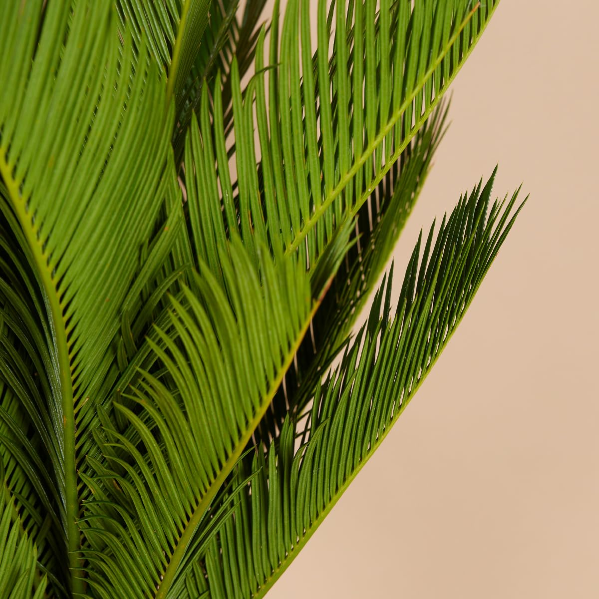 Bloomique - 2er Set - Cycas Revoluta - Palmfarn - Sagopalme - Palme - Sehr Pflegeleicht - Höhe 60-70 cm - Topf 17 cm