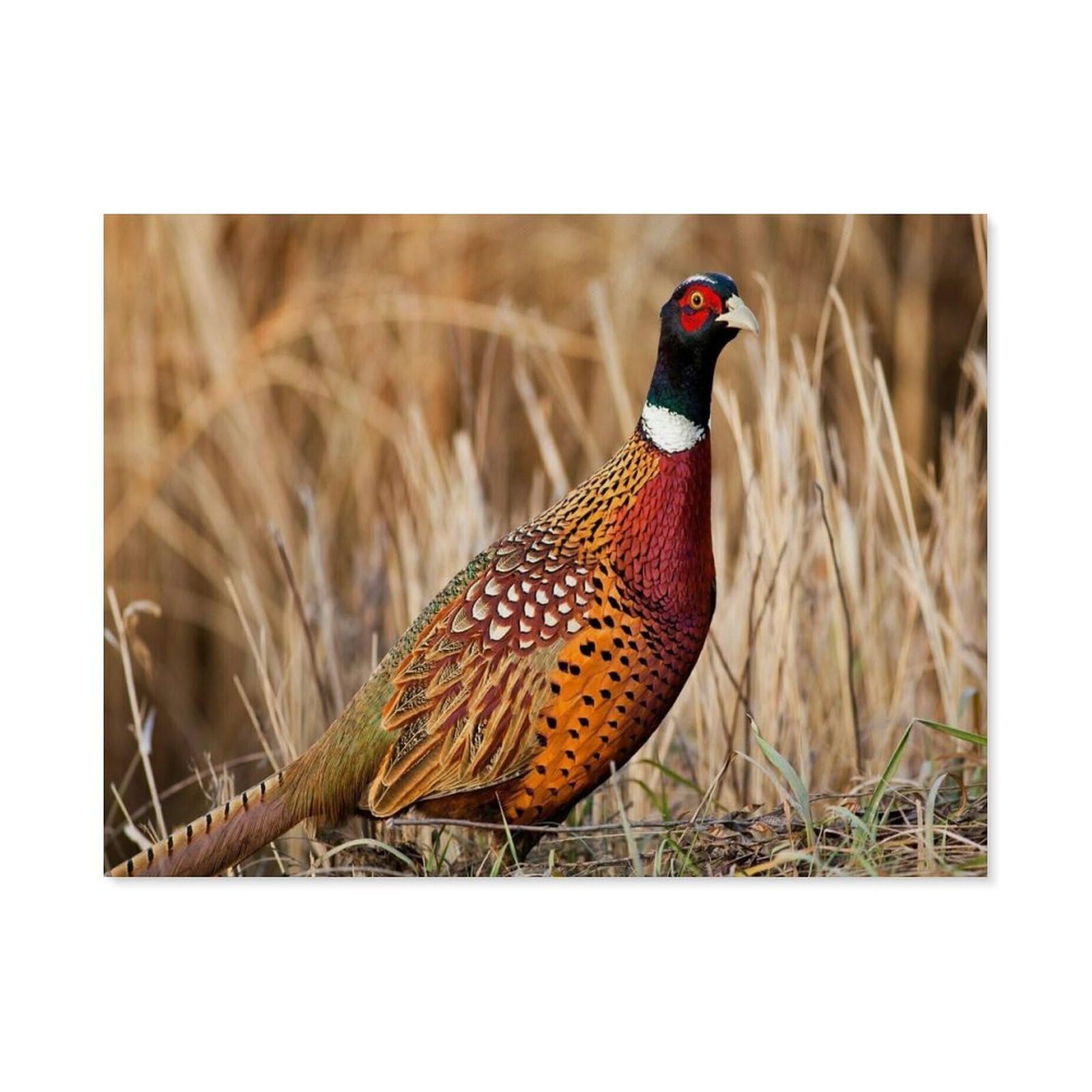 Beayodkp A5 Wild Animal Pheasant，Diy Paint By Numbers For Adults Beginner, Easy Paint By Numbers For Beginner,Acrylic Watercolor Paint By Number For Kids Gift Decor(40X50cm) 15.7X19.6 Inches-A99