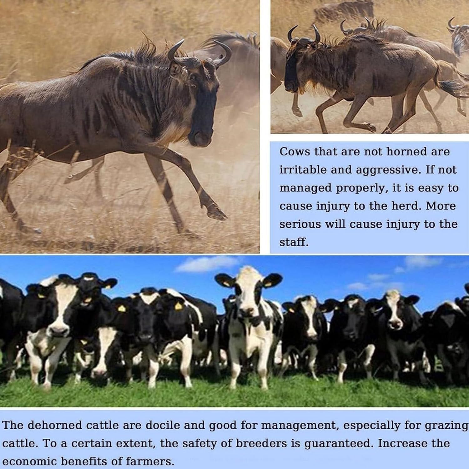 Dehorner elettrico per bovini e capre, strumento di dehorning a riscaldamento rapido per vitelli e agnelli, attrezzature agricole per la cura sicura degli animali, efficiente e affidabile