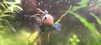 Review Image by Heather Heather