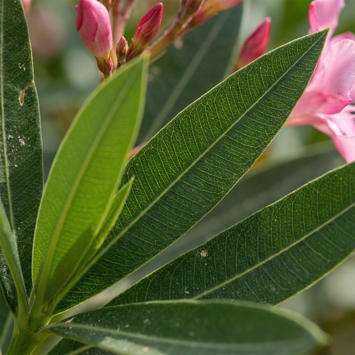 Bloomique - Oleander (Nerium oleander) - Rosa Blüten - Gartenpflanzen - Terrassenpflanzen - Höhe 80-100 cm - Topfgröße: 26 cm