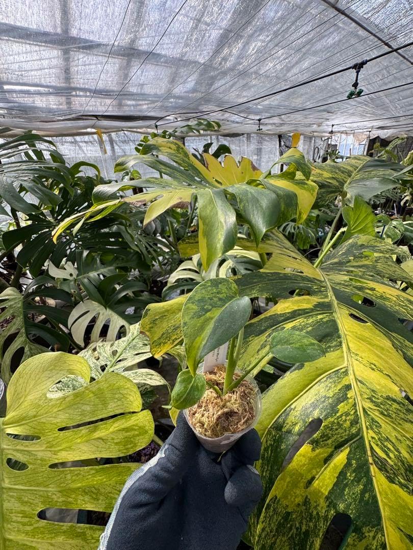 M2 モンステラ　イエローマリリン　黄斑入り　2寸ポリポットネコポス発送　再出品 モンステラデリシオーサ イエローマリリン 黄斑入り 2寸
