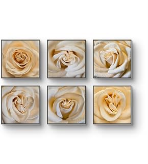 The Virtue of God Pale Yellow Rose Canvas Prints Set of 6 - Authentic Nature Closeup Photography - Unframed Square Botanical Wall Art - Biophilic Home Office Decor - Modern Floral Art (16 x 16 in)