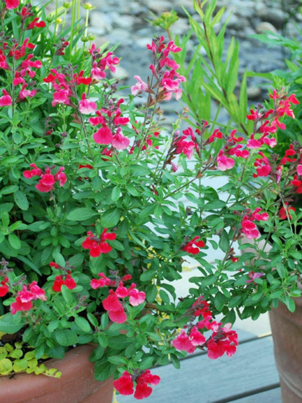 Perennial Farm Marketplace Salvia greggii Arctic Blaze 'Red' (Autumn Sage) Perennial, Size-#1 Container, Cherry Colored Flowers