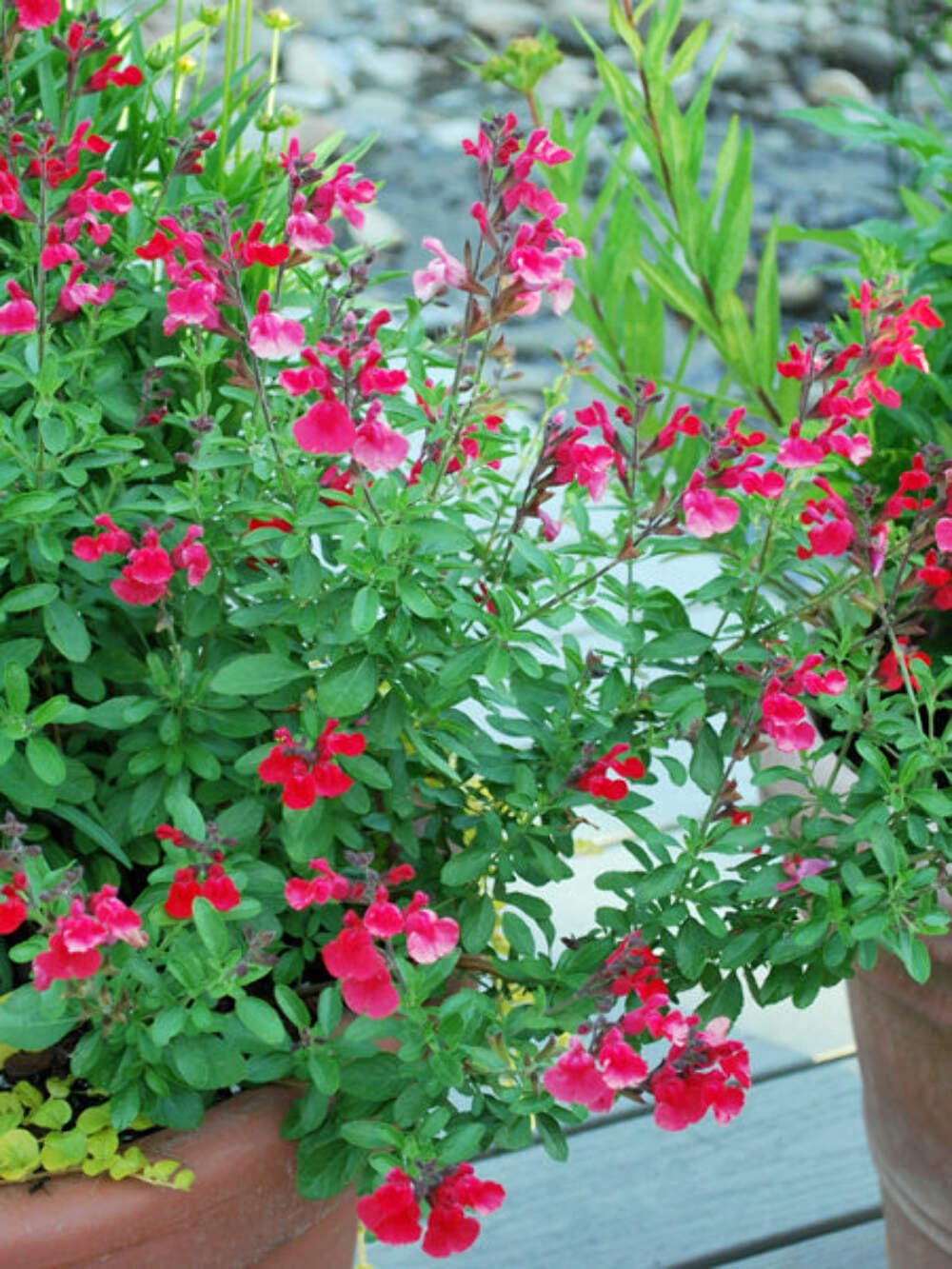 Salvia greggii Arctic Blaze