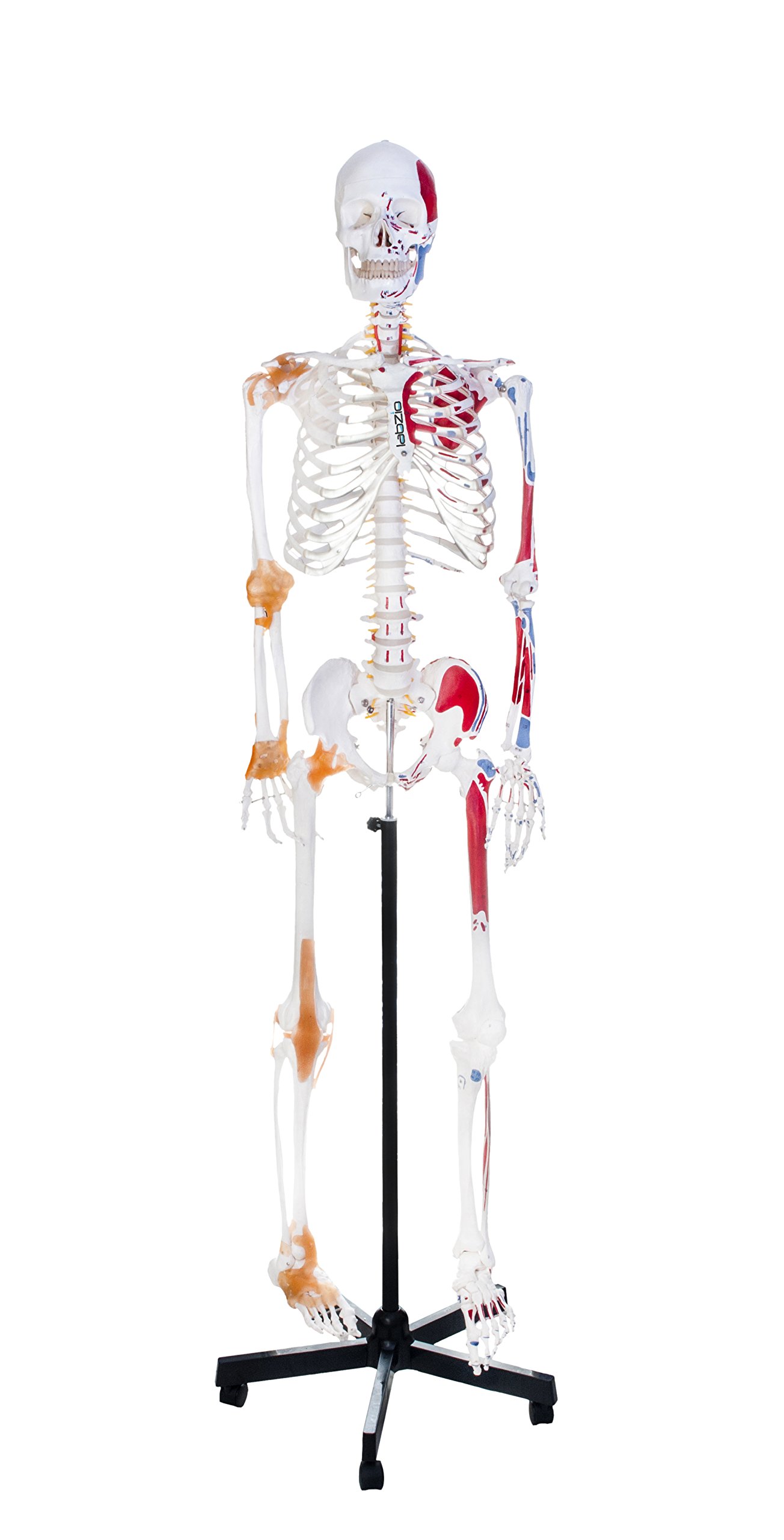 See full amazon price history chart for LABZIO - Premium Human Skeleton Model 170Cm, Spinal Nerves, Flexible Ligaments & Painted Muscles To Show Insertions & Origins, Skull - 3 Part Removable, Perfect For Orthopaedic Research, Multicolor LABZIO - Premium Human Skeleton Model 170Cm, Spinal Nerves, Flexible Ligaments & Painted Muscles To Show Insertions & Origins, Skull - 3 Part Removable, Perfect For Orthopaedic Research, Multicolor (B074FVPRGK) Amazon Price History, Amazon Price Tracker