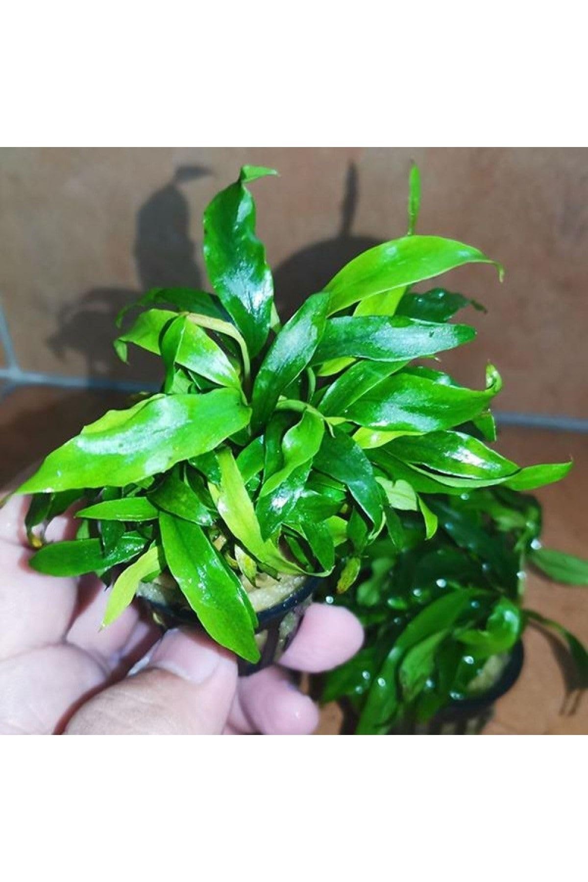 Anubias Glabra Minima Saksı Canlı Bitki