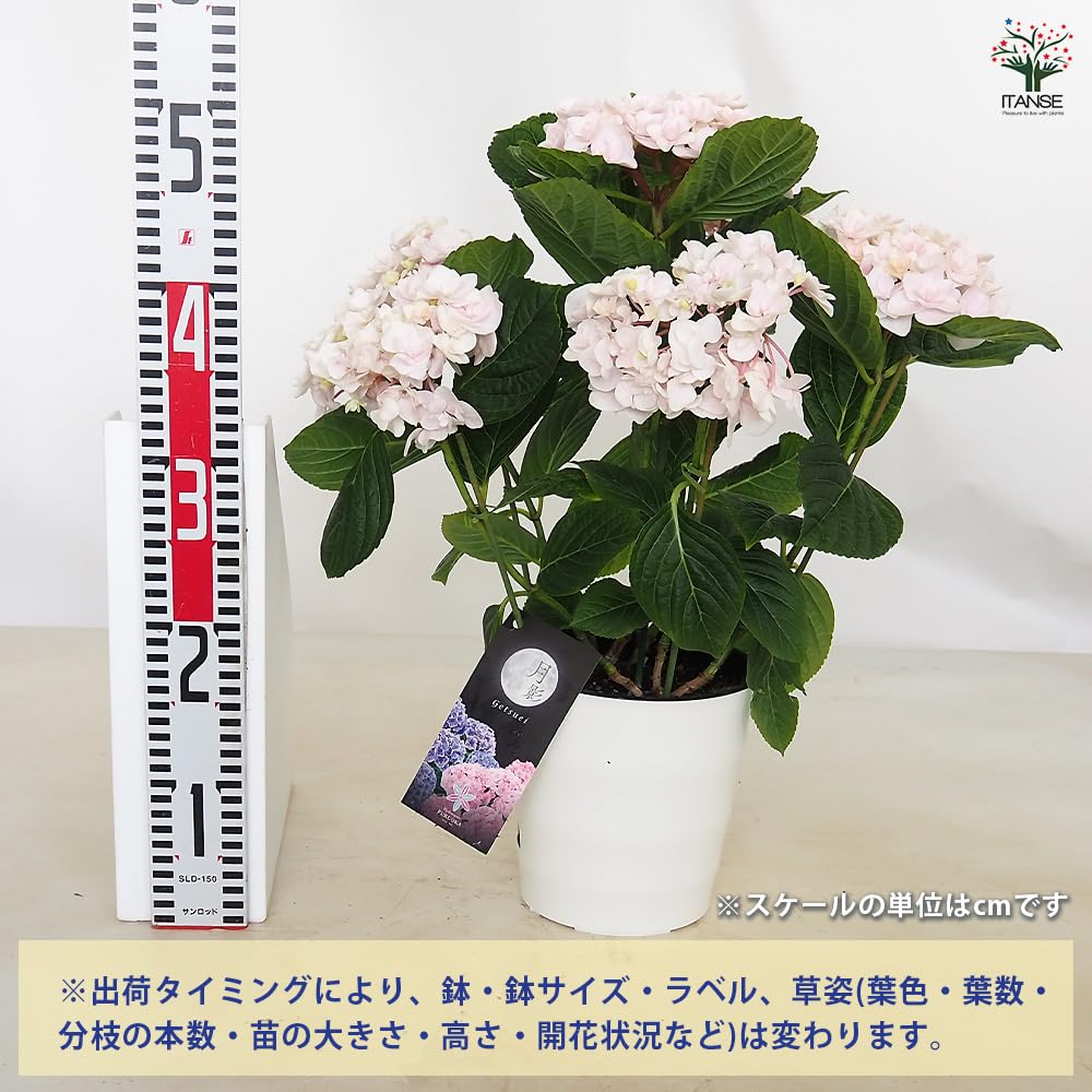 Amazon.co.jp: ITANSE: アジサイ・ハイドランジア