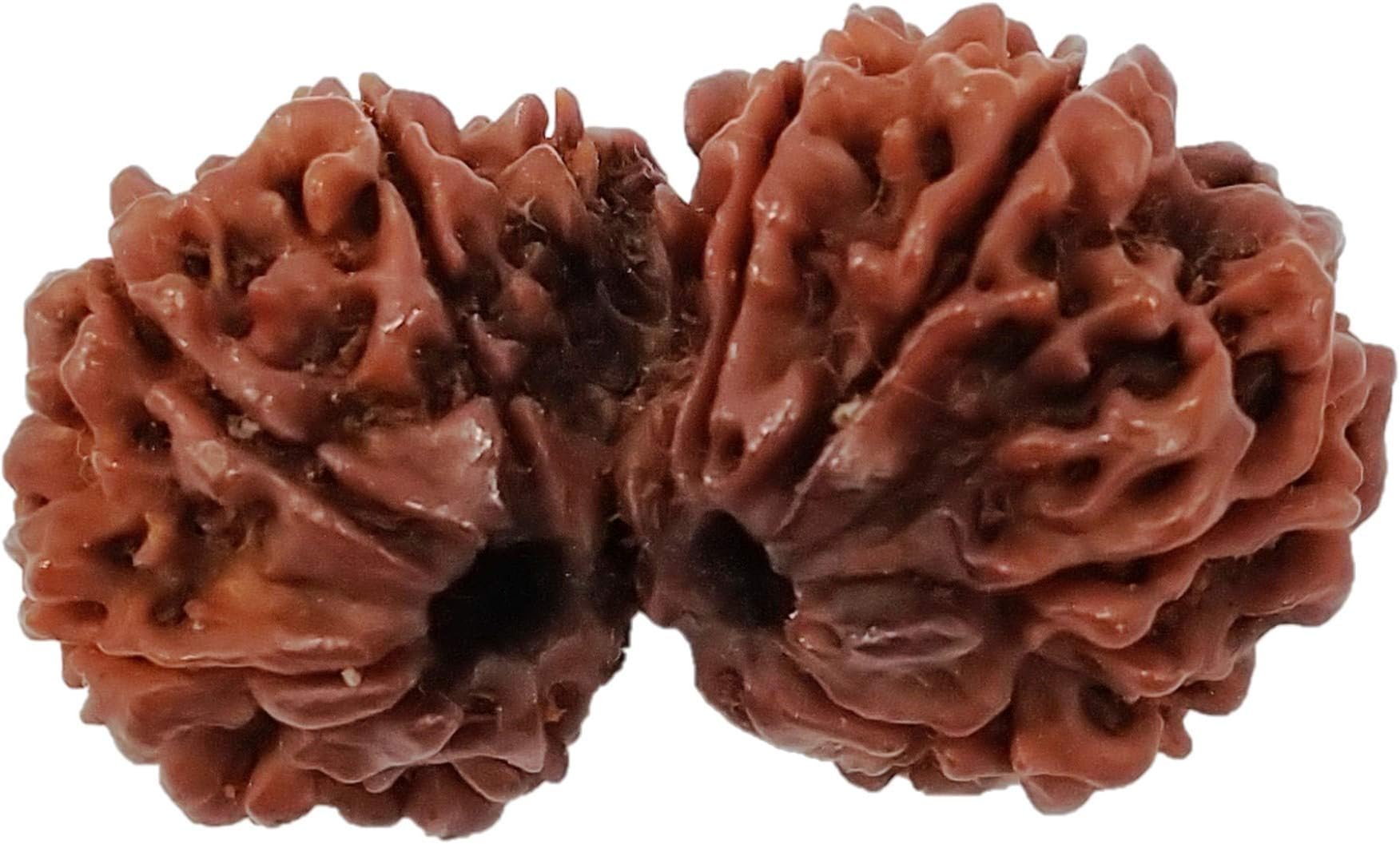 Vinayakmoorti Gauri Shankar Rudraksha for Family Member Women Man Children God Idol Home Temple Netural Original Rudraksha Lab Certified