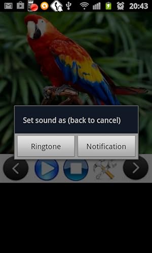 Pets Sounds