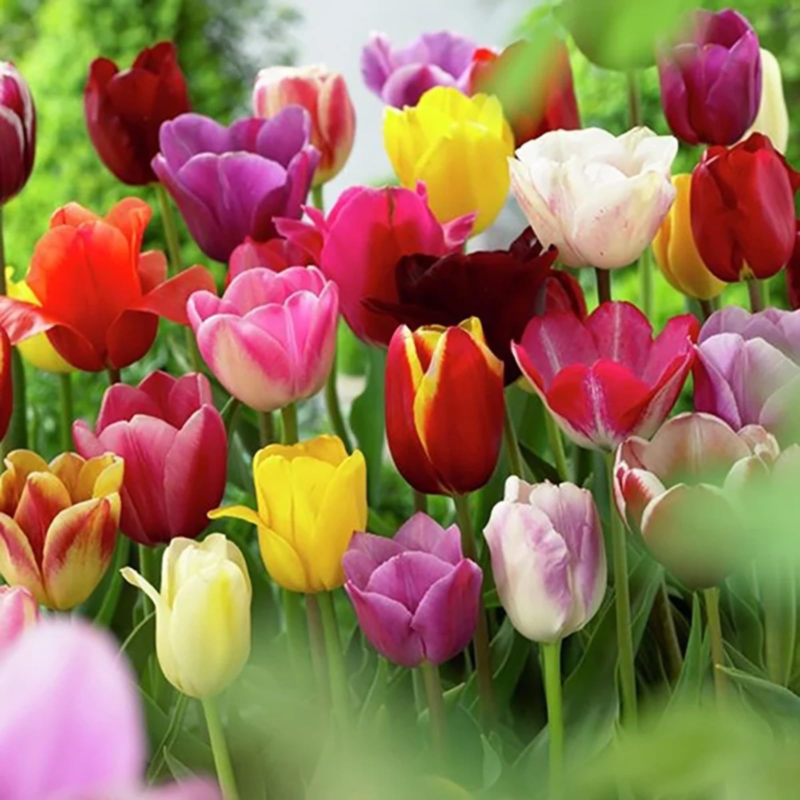 Tulip Bulbs for Planting Now UK Ornamental Perennial Excellent Display Plant Bulbs Greening Flower Good for Containers Natural Organic Easy Plant Perennial-3Bulbs-H