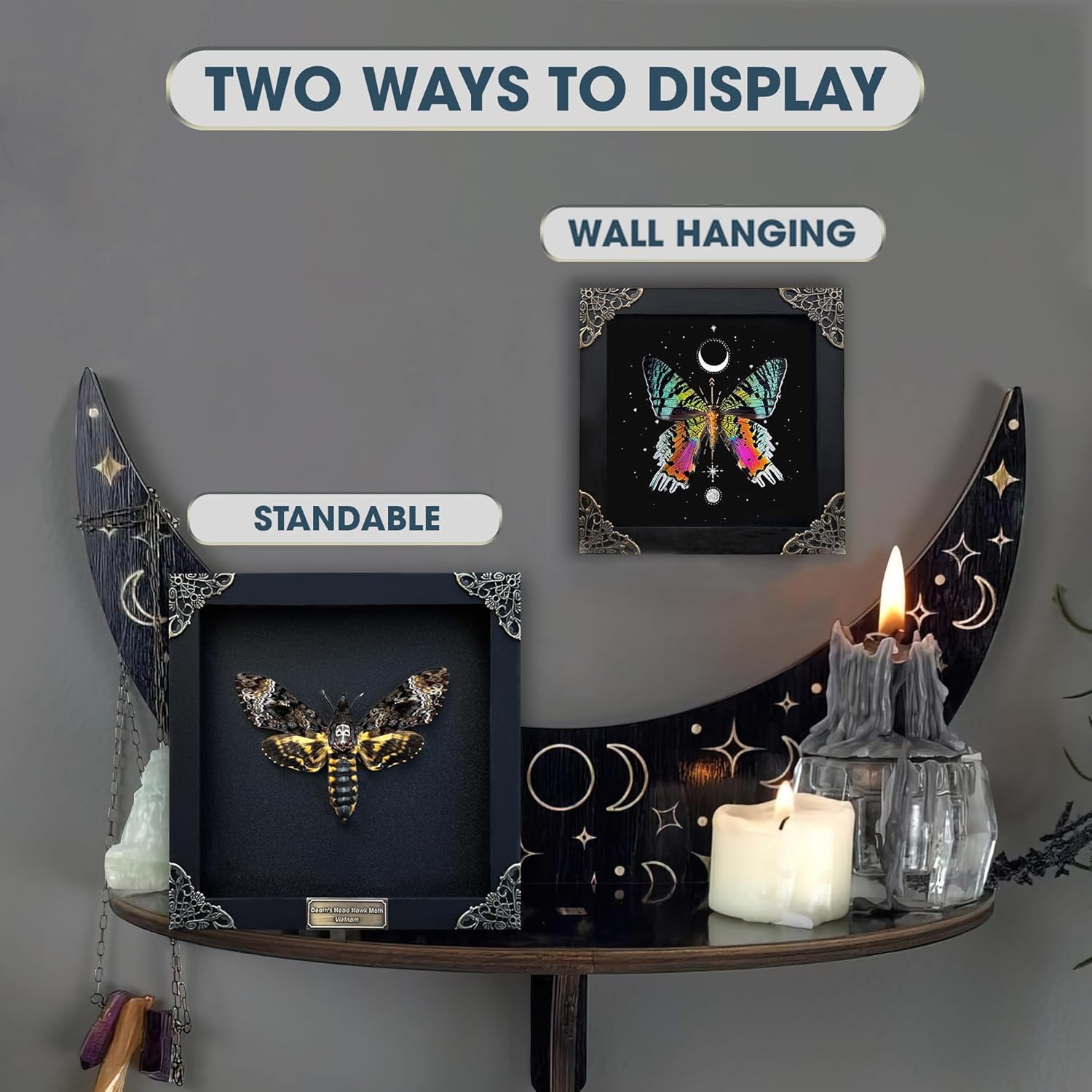 Real Cyclommatus Metallifer Stag Beetle Framed Bug Shadow Box Taxidermy Gifts Specimen Display Entomology Oddity Tabletop Gothic Wall Hanging Home Decor K12-84-KINH