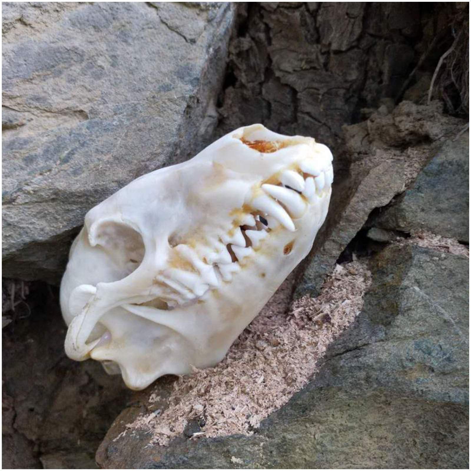 Amazon.co.jp: キツネの頭蓋骨標本 - 剥製動物の頭 - 動物の