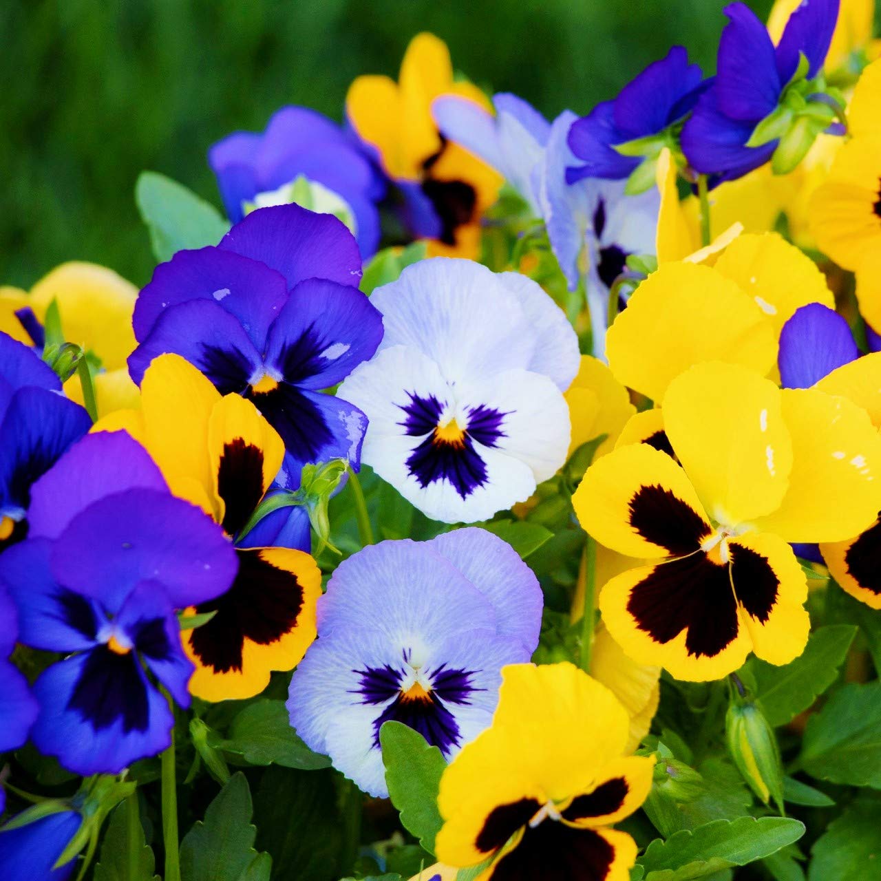 Navya germination Pansy Butterfly Beautiful Flower Seeds In Different Colors F1 Hybrid Special Pack For Your Home Plant and Gardening This Seeds Prepared Like Organic (B081M6PCYR) Amazon Price History, Amazon Price Tracker