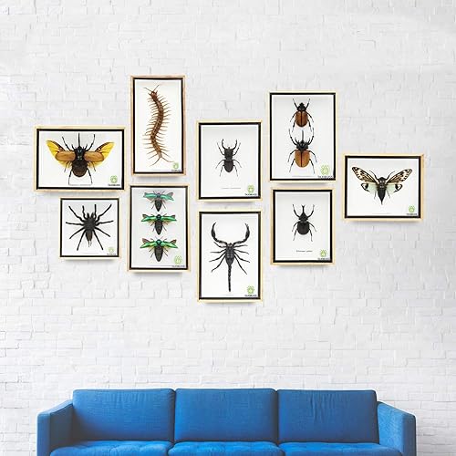 Miniatura 13 de Real 5 Horned Beetle/Eupatorus Gracilicornis Flying Form Taxidermy in Transparent Box Display (Black Wooden Box)