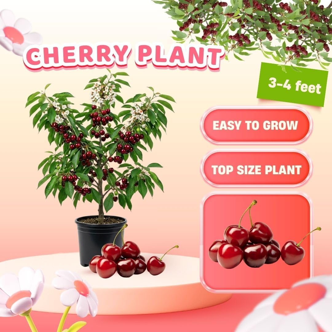 Velvety Red Cherry Trees Live Plants 3-4 Feet Tall, Sweet Cherry Fruit Plants Live 3 Gallon Pot, Hardy Fruit Trees for Planting, No Ship to CA