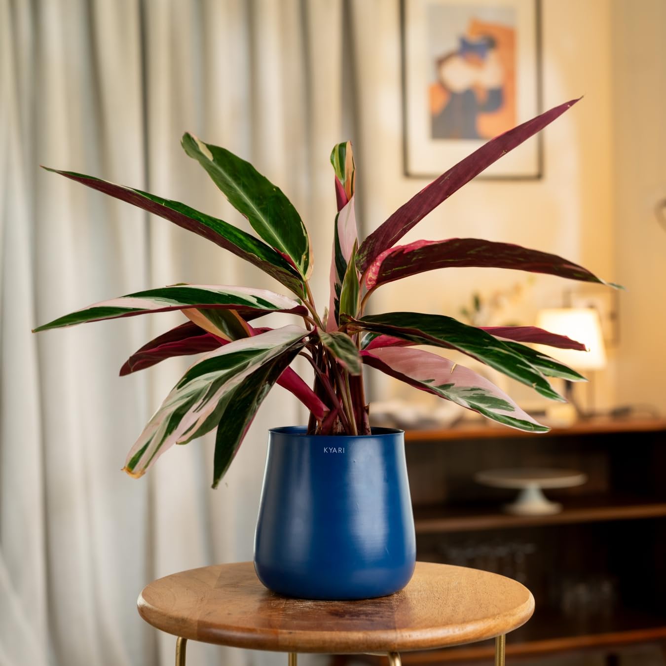 KYARI Calathea Triostar Indoor Plant for Living Room | Live Plants | Plants with Jet Black Aura Self Watering Pot for Home | Office Plants | Plants for Home Decor (B0DCNPNLV4) Amazon Price History, Amazon Price Tracker