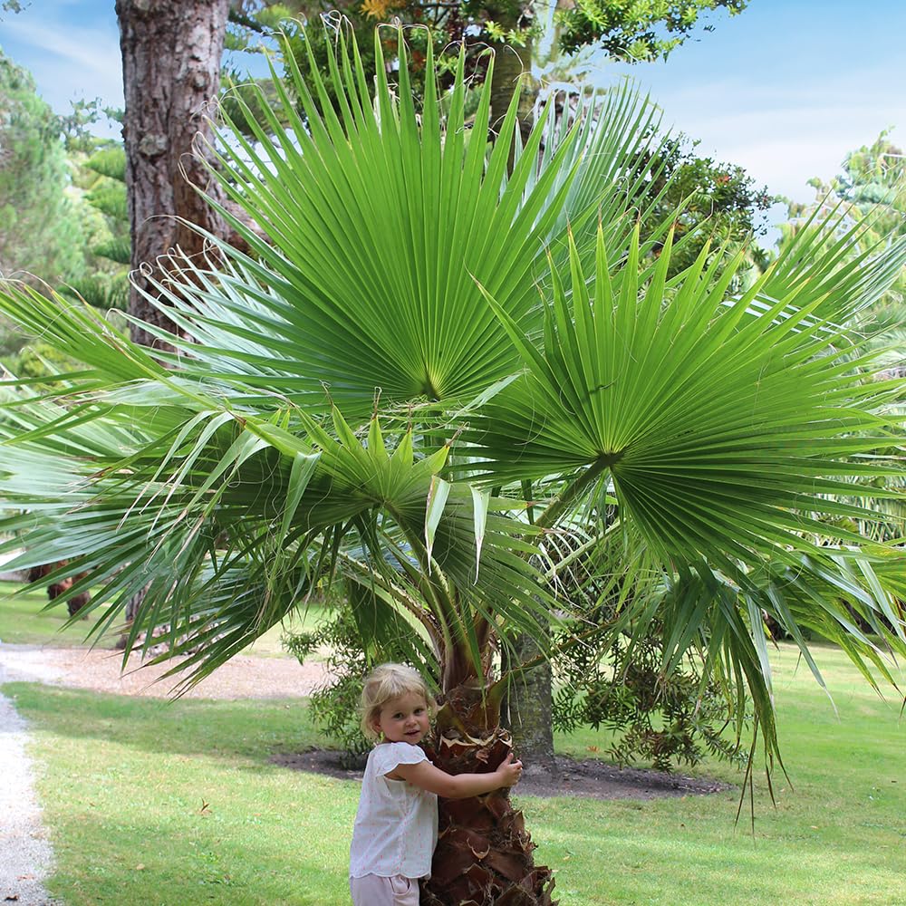 Pair of Washingtonia Cotton Palm Trees 70-80cm Tall