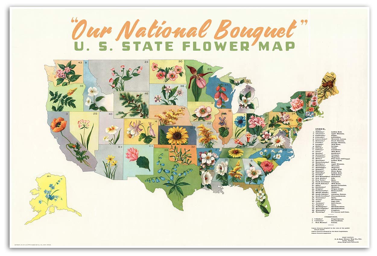 State Flowers of the USA - Our National Bouuet circa 1911 | Art Print Poster Vintage Wall Decor | 24 x 36 inches (610 x 915 mm)