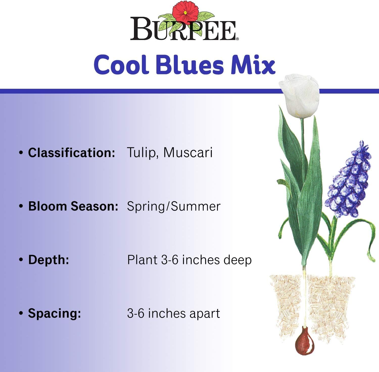 Burpee's Cool Blues Mix - 21 Flower Bulbs | Blue & White |
