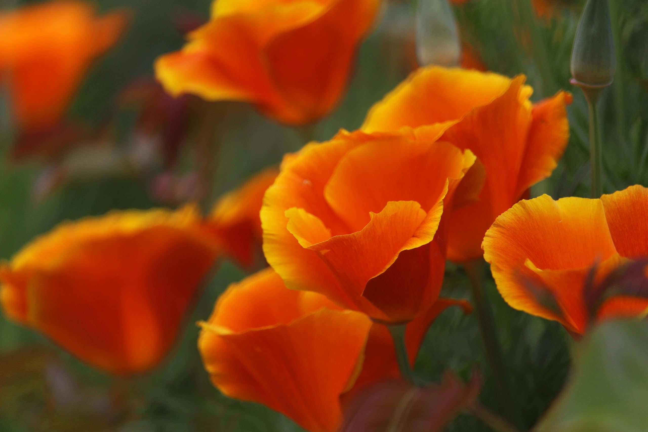 Goldmohn (Eschscholzia californica) Samen. Kalifornischer Mohn, Goldbecher. Heilpflanze (20000 Samen = 26,0g)