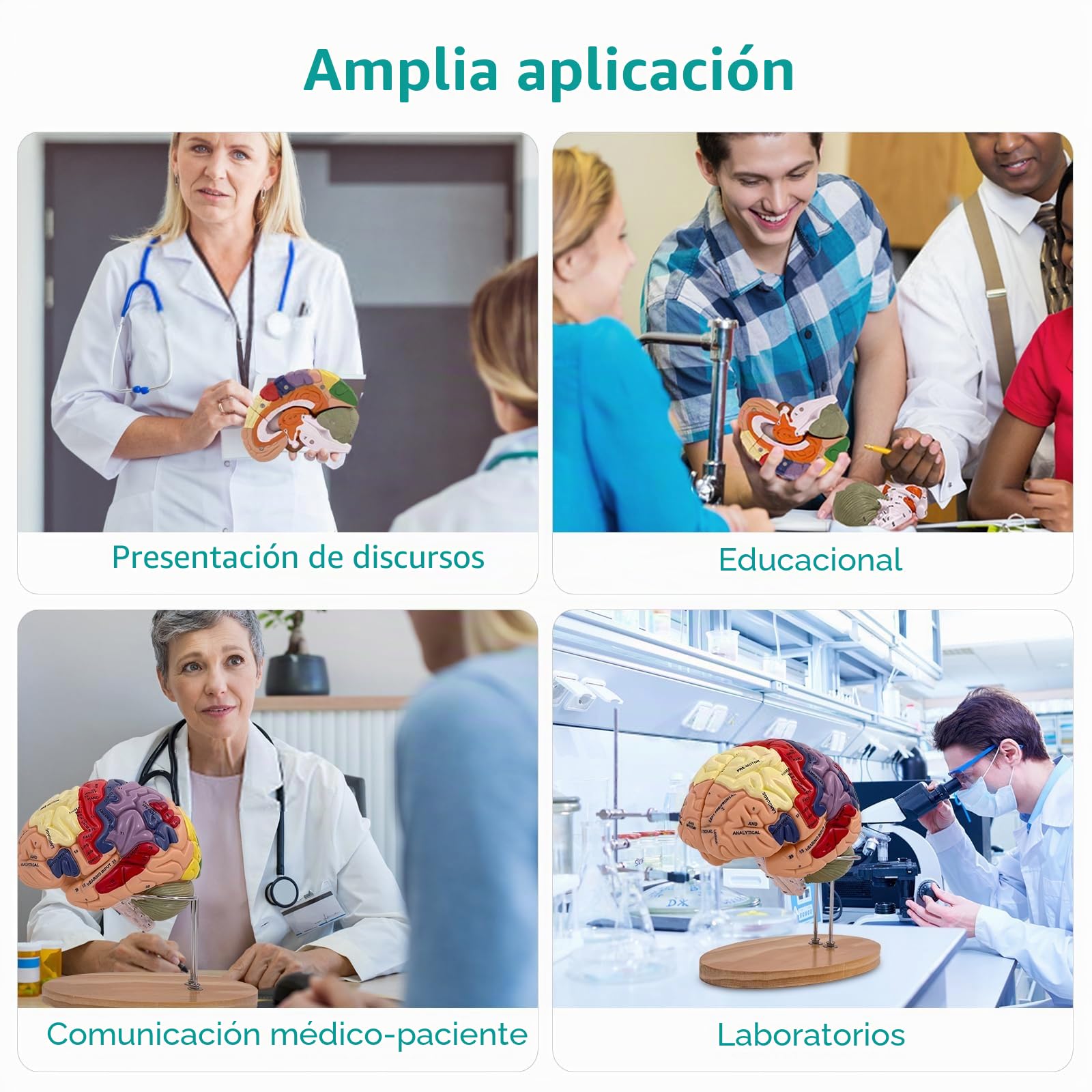 Modelo Anatómico del Cerebro Humano, Modelo de Cerebro 2X Ampliado en PVC, Cerebro Maqueta Médico, Desmontable en 4 Partes, para Enseñanza Formación Presentación Neurociencia Escuelas Hospitales