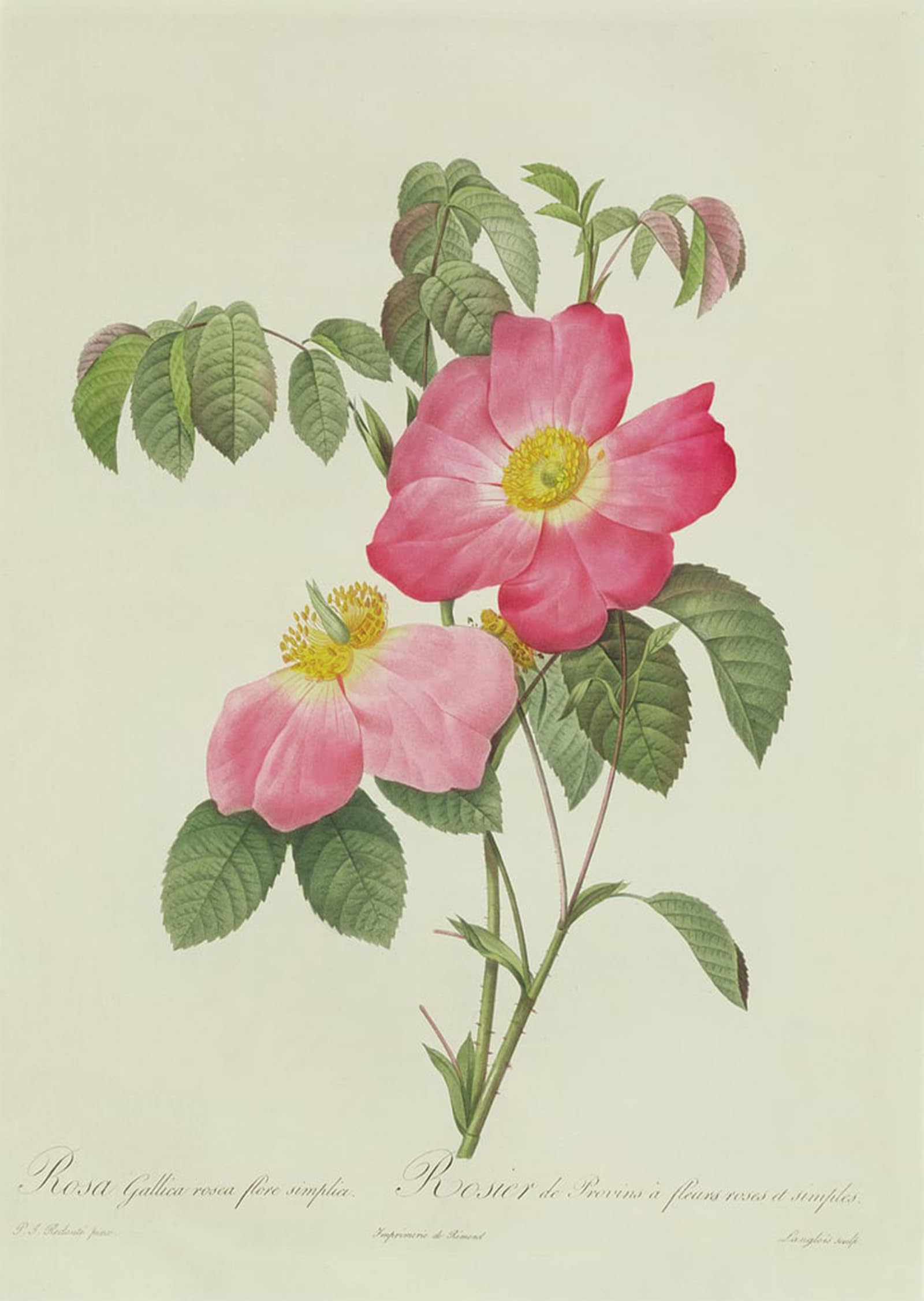 Rosa Tomentosa di Pierre Redouté pintura sobre lienzo para salón elegante 5