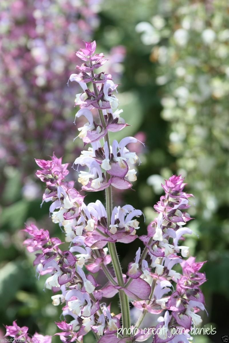 Amazon.com : 50 Clary Sage Seeds,Salvia sclarea var. turkestanica