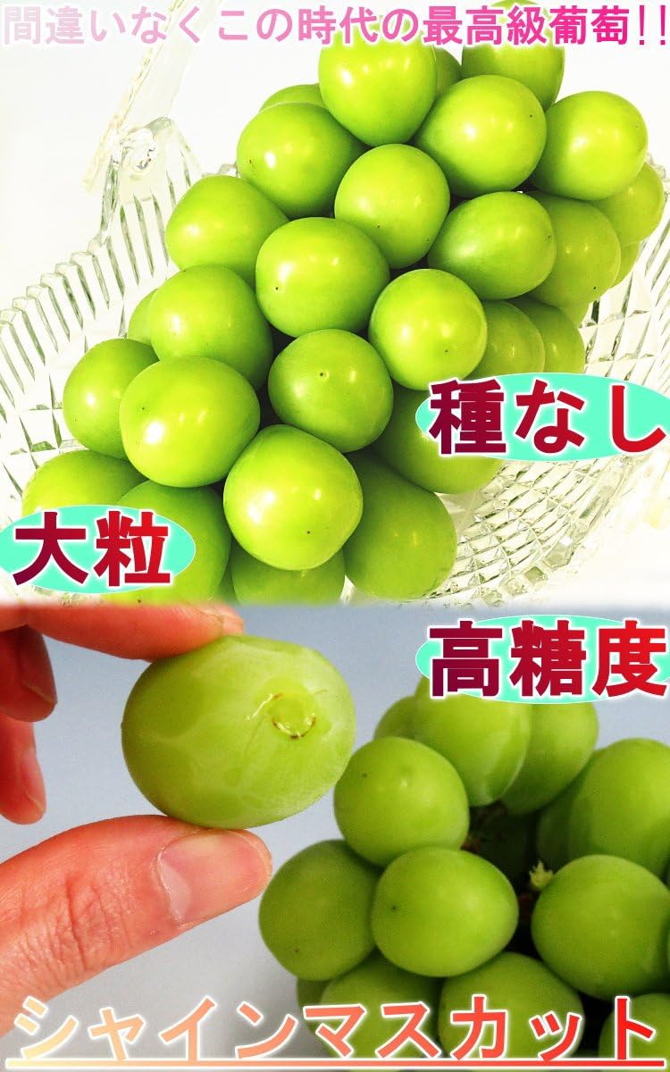 シャインマスカット 白葡萄 約900g 2房 山梨県・長野県産 秀品規格 種無し・大粒の贈答ぶどう ギフトフルーツ