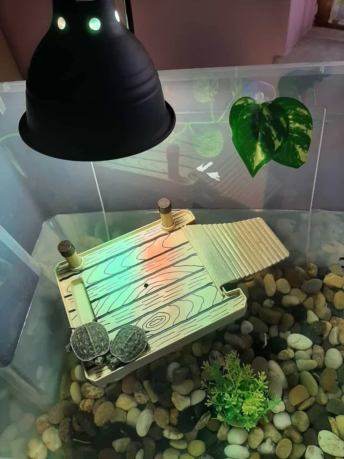 Rettile Grotta Piattaforma, Tartaruga Piattaforma con Ramp Ladder, con Accessori Tartarughe Terra, per Semi Aquatic Piccolo Rettile Animali di Riposo,L