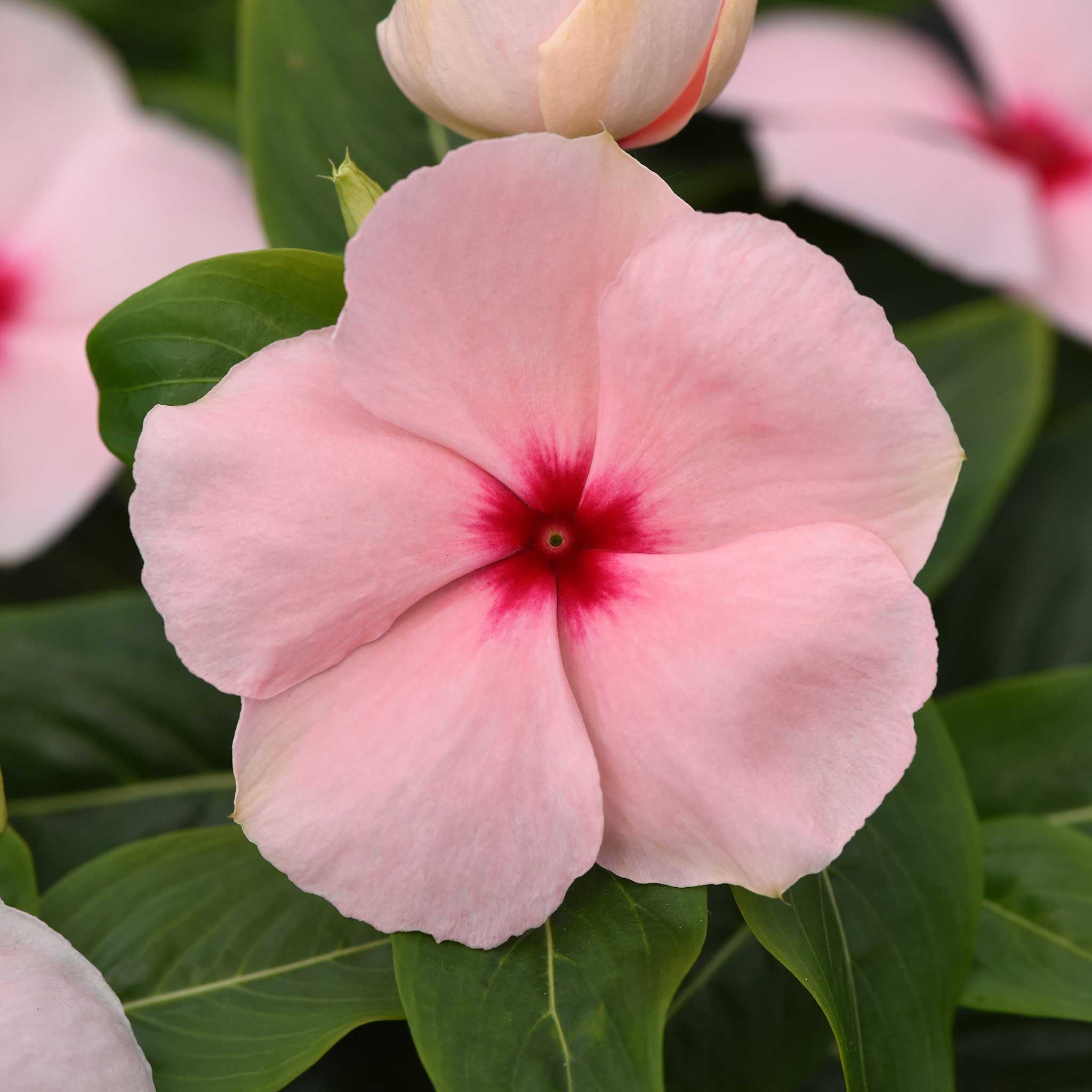 Amazon.com : Eden Brothers Vinca Seeds - Valiant Apricot : Patio