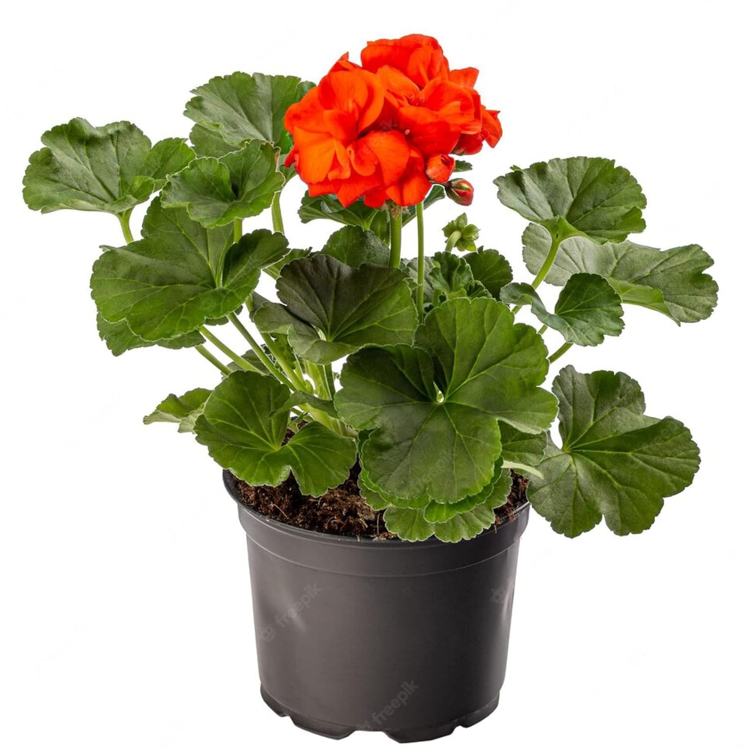 See full amazon price history chart for Greenursery Geranium Flower Plant Live Cranes-bill with Beautiful Pot & Secure Packing (Geranium Plant, Orange) Greenursery Geranium Flower Plant Live Cranes-bill with Beautiful Pot & Secure Packing (Geranium Plant, Orange) (B0CRH7Q6XK) Amazon Price History, Amazon Price Tracker